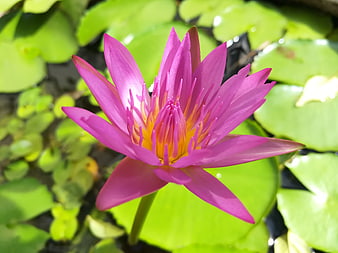 Vibrant Pink Water Lily Bloom on Green Lily Pads