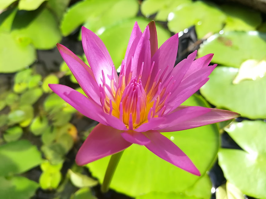 Vibrant Pink Water Lily Bloom on Green Lily Pads
