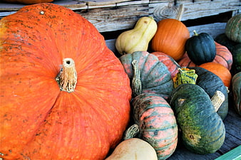 Variety of colorful pumpkins and squash in wooden crate