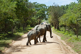 Mother and baby elephant walking on dirt road in forest