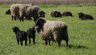 Black-faced sheep and lambs grazing in green pasture