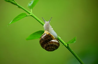 Macro Snail on Green Plant Stem with Blurred Background