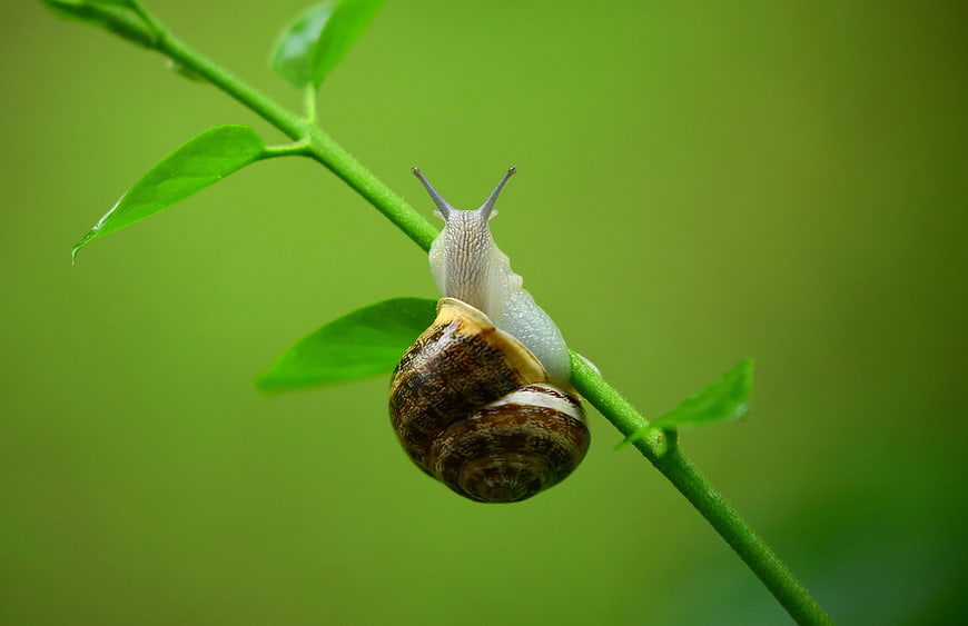 Macro Snail on Green Plant Stem with Blurred Background