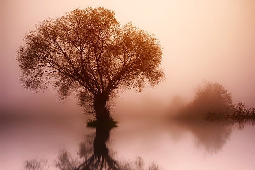 Misty Dawn Landscape With Silhouetted Tree And Water Reflection