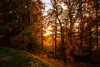 Sunset Through Autumn Forest Trees with Walking Figure