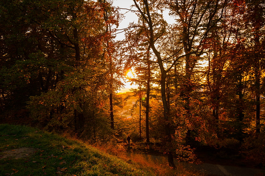 Sunset Through Autumn Forest Trees with Walking Figure