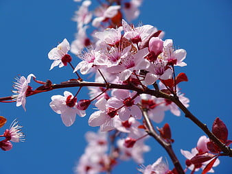 Pink cherry blossoms on a branch against a clear blue sky