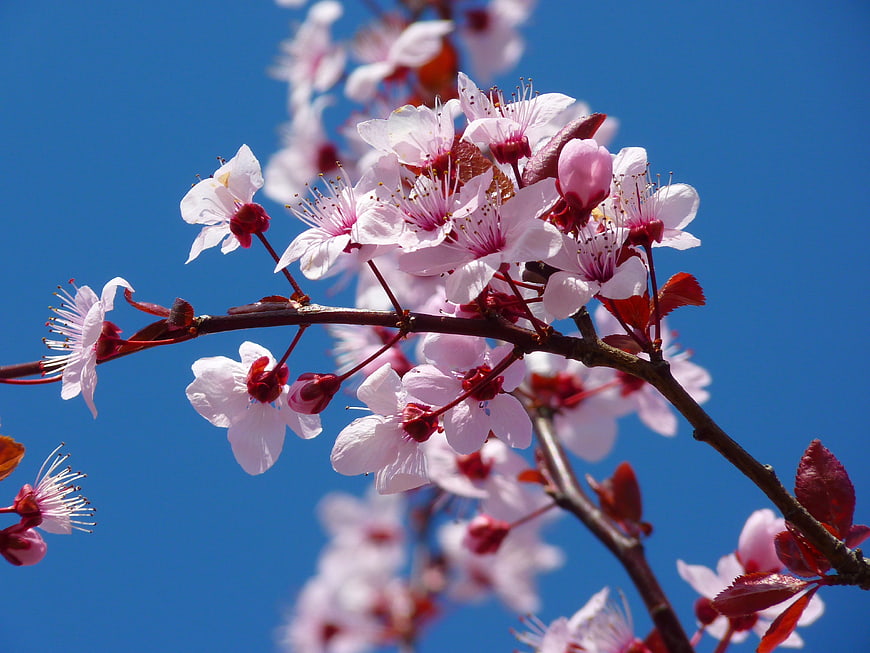 Pink cherry blossoms on a branch against a clear blue sky