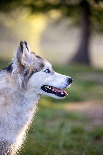 Close-up Profile of Siberian Husky with Blue Eyes