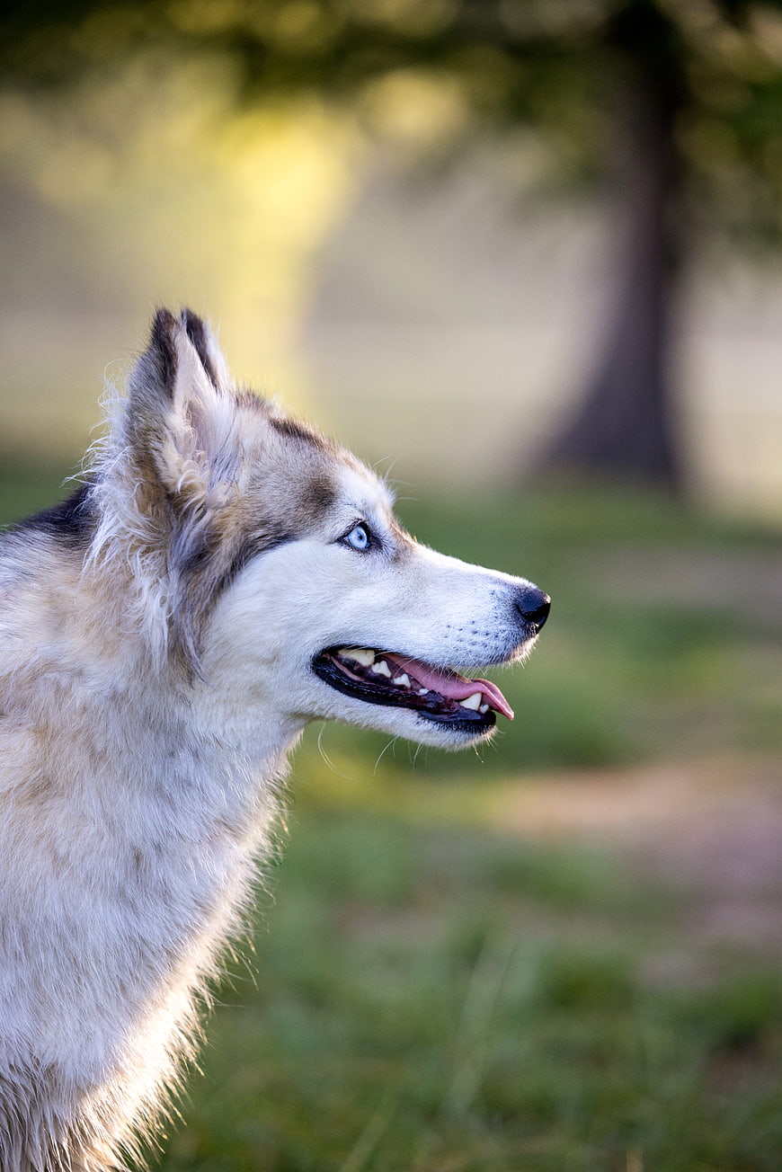 Close-up Profile of Siberian Husky with Blue Eyes