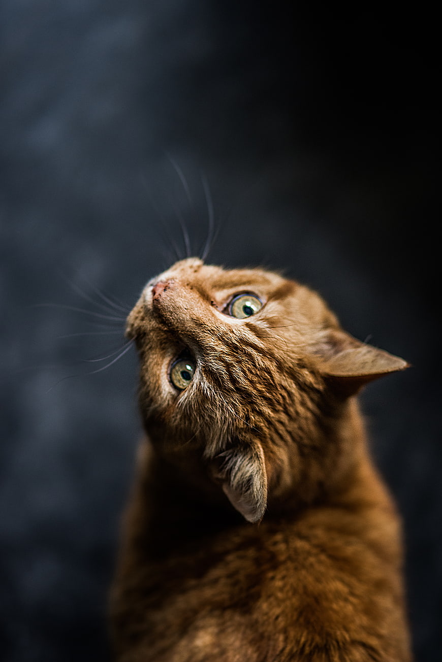 Close-up of a curious ginger cat looking up against a dark background