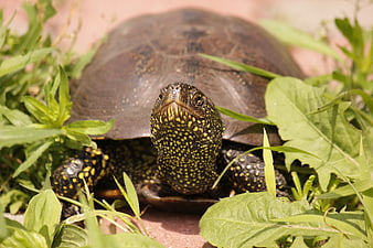 Close-up of Spotted Turtle in Green Grass