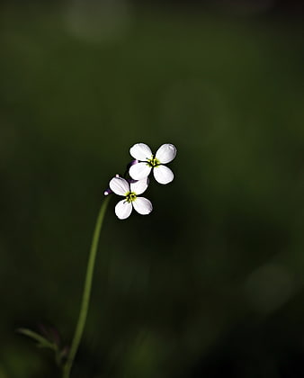 Delicate white wildflowers against a blurred green background