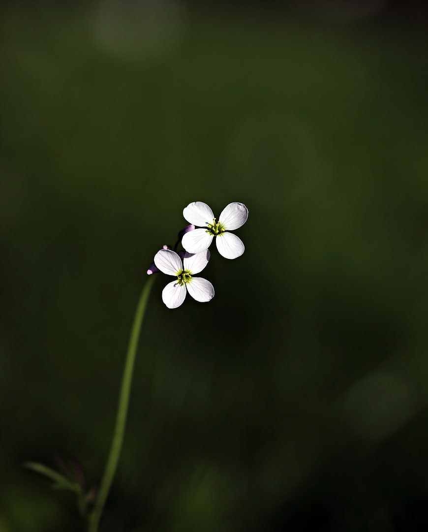 Delicate white wildflowers against a blurred green background