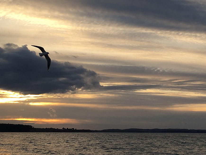 Seagull Flying Over Baltic Sea at Dusk
