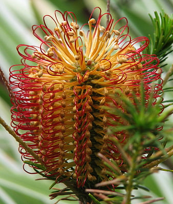 Close-up of Red and Yellow Grevillea Flower
