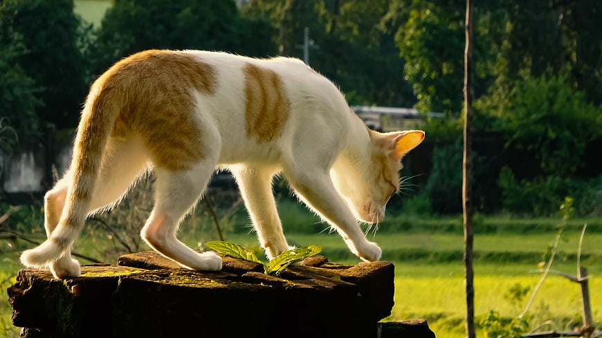 Orange and White Cat Walking on Wooden Log in Sunlight