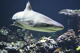 Blacktip Reef Shark Swimming in Aquarium