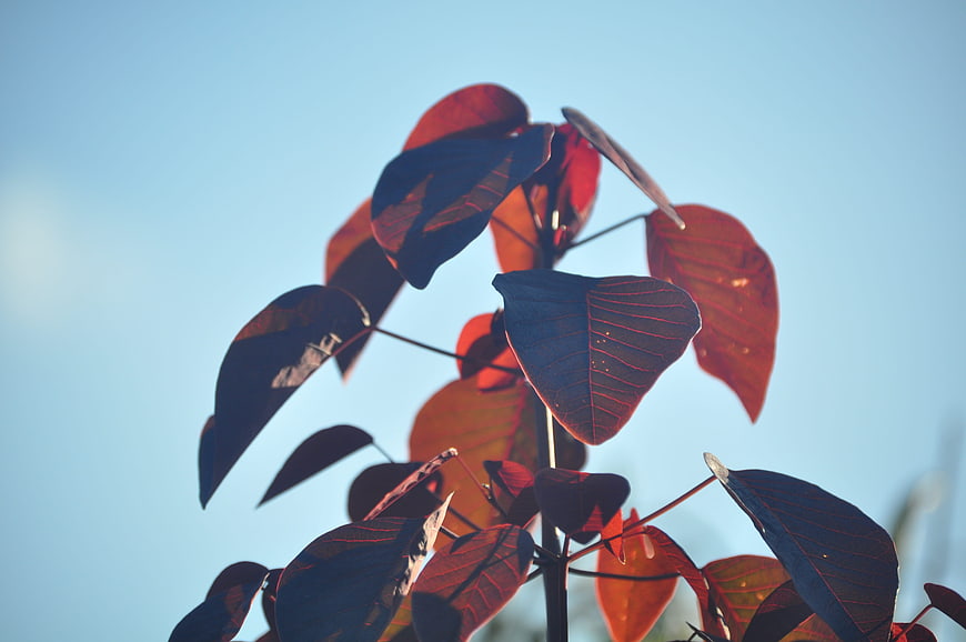 Backlit Red Leaves Against Blue Sky