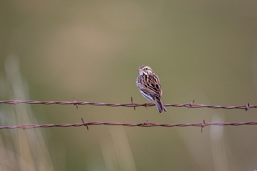 Small brown bird perched on barbed wire fence