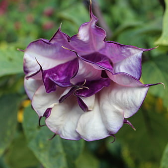 Close-up of purple and white double brinjal flower