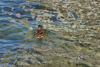 Duck Swimming in Clear Rippling Water