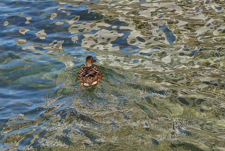 Duck Swimming in Clear Rippling Water