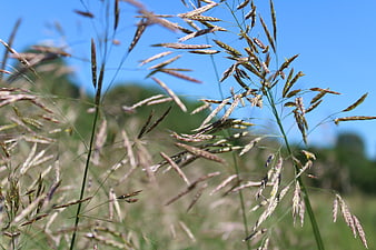 Close-up of wild grass seed heads against blue sky