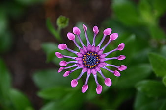 Close-up of Purple Osteospermum Flower with Green Background