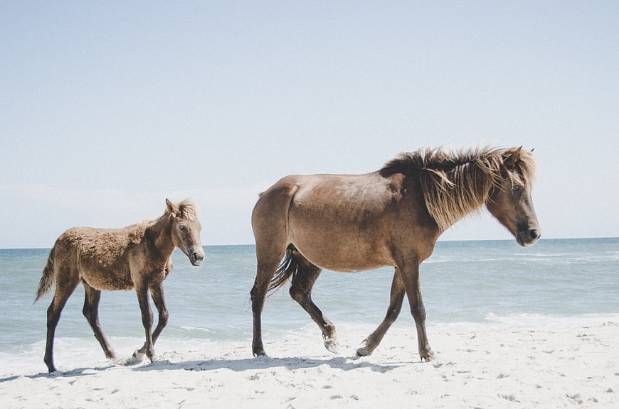 Mother Horse and Foal Walking on Sandy Beach