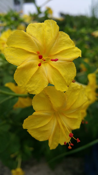 Close-up of vibrant yellow flowers with red stamens
