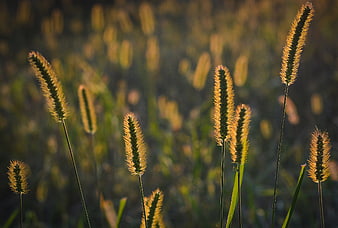 Golden Backlit Foxtail Grass in Meadow