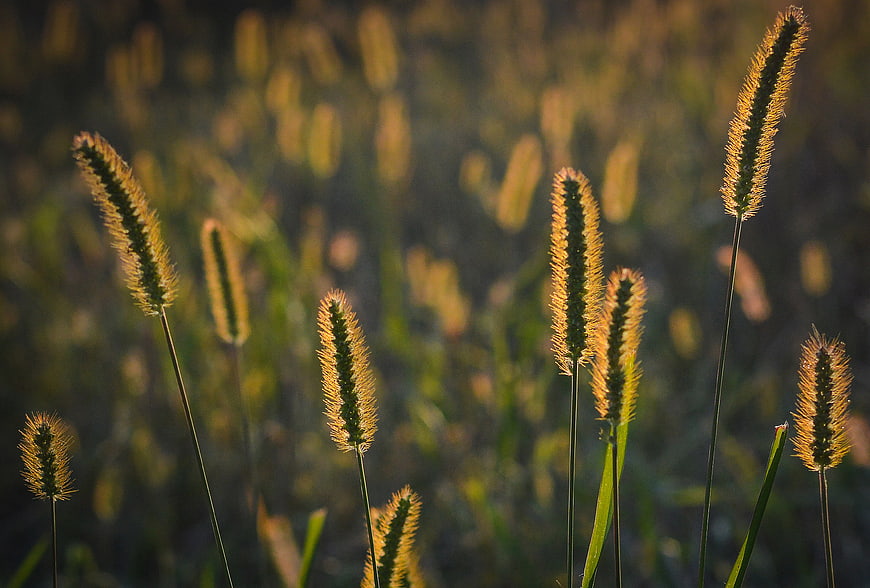 Golden Backlit Foxtail Grass in Meadow