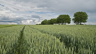 Green Wheat Field with Tractor Tracks and Trees