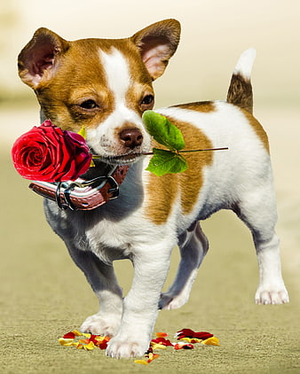 Cute puppy carrying red rose in mouth