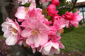 Close-up of vibrant pink crabapple blossoms in spring