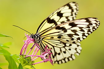 Close-up of a black and white butterfly on a pink flower