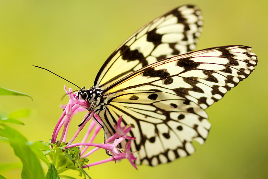 Close-up of a black and white butterfly on a pink flower