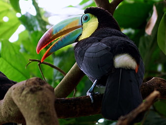 Close-up of a Colorful Keel-billed Toucan in Jungle