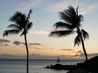Silhouetted Palm Trees and Sailboat at Sunset