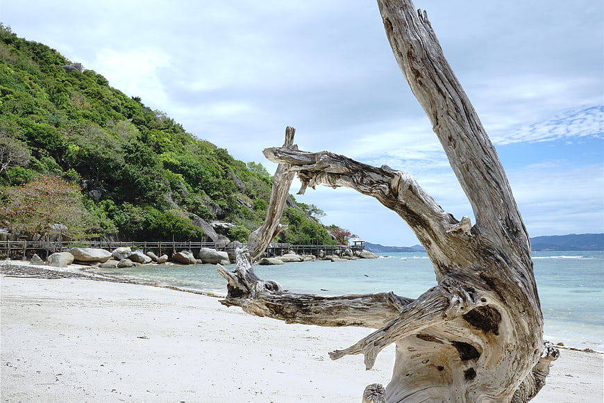 Weathered driftwood on tropical beach with turquoise water
