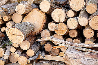 Pile of cut firewood logs with bark texture
