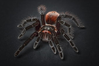 Mexican Red Knee Tarantula Macro on Black Background