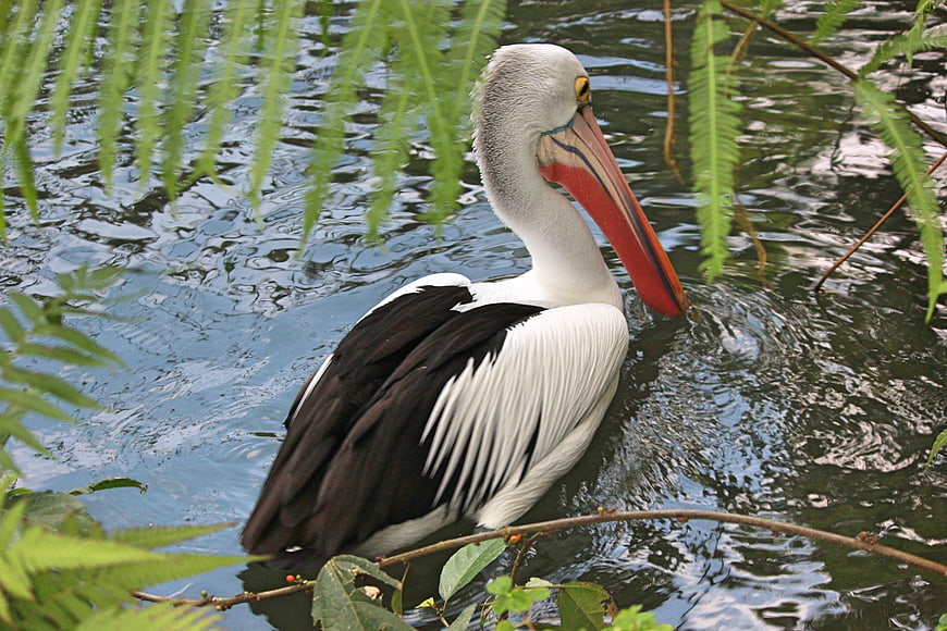 Australian Pelican Swimming in Natural Water with Ferns
