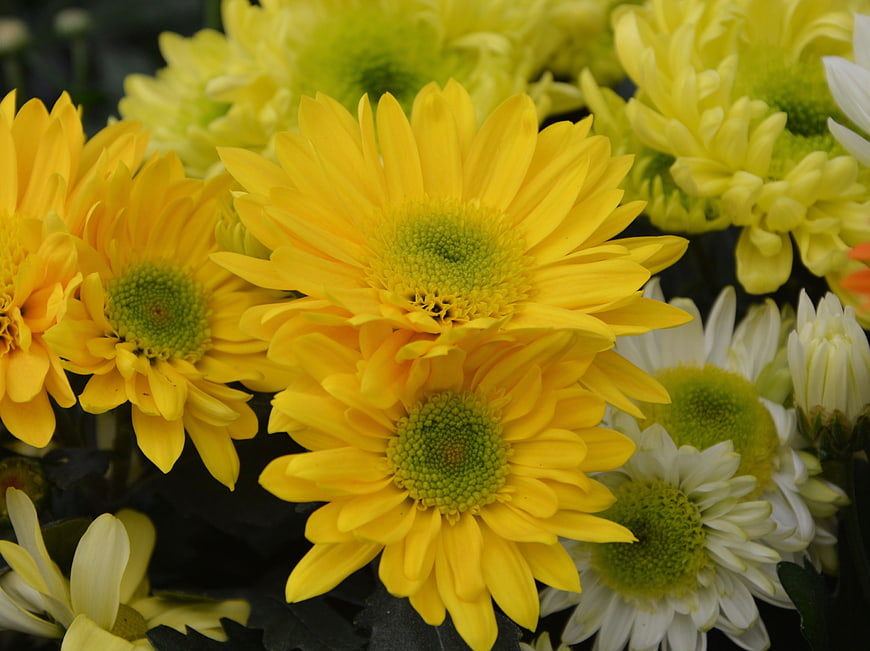 Close-up of vibrant yellow chrysanthemums with green centers