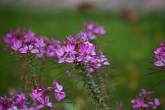 Close-up of vibrant purple spider flowers in a garden