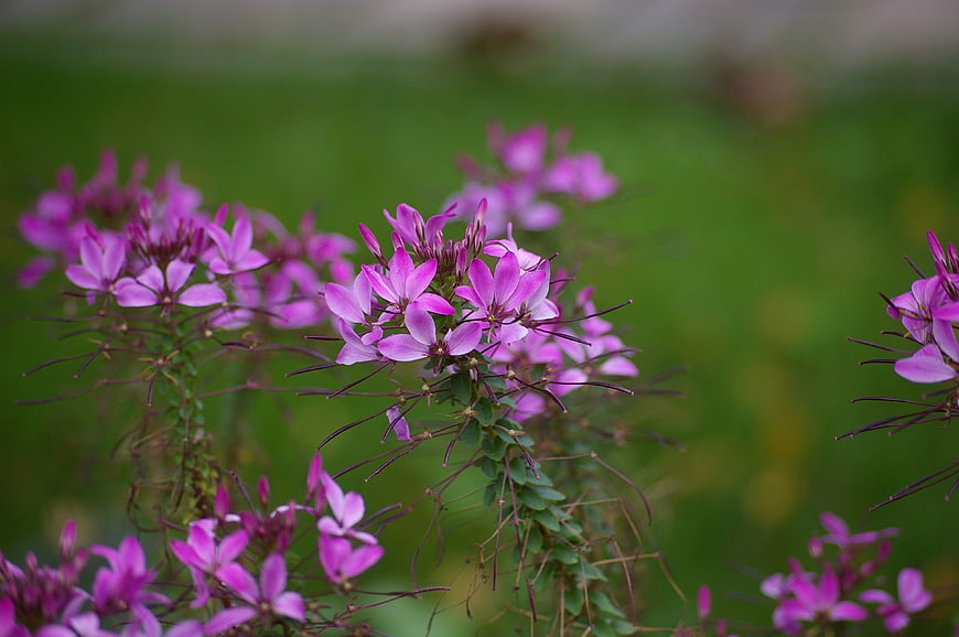 Close-up of vibrant purple spider flowers in a garden