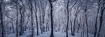 Panoramic View of Snow-Covered Winter Forest with Tall Trees