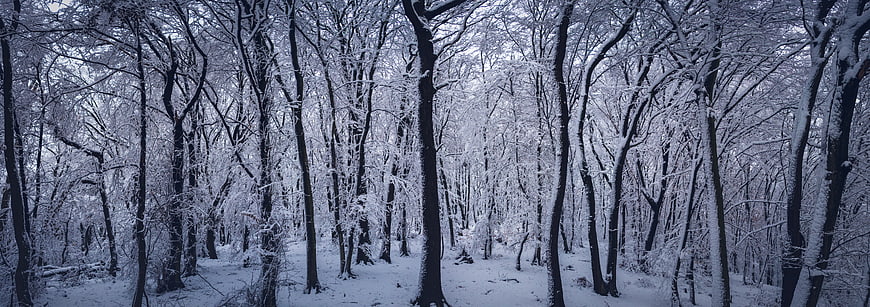 Panoramic View of Snow-Covered Winter Forest with Tall Trees