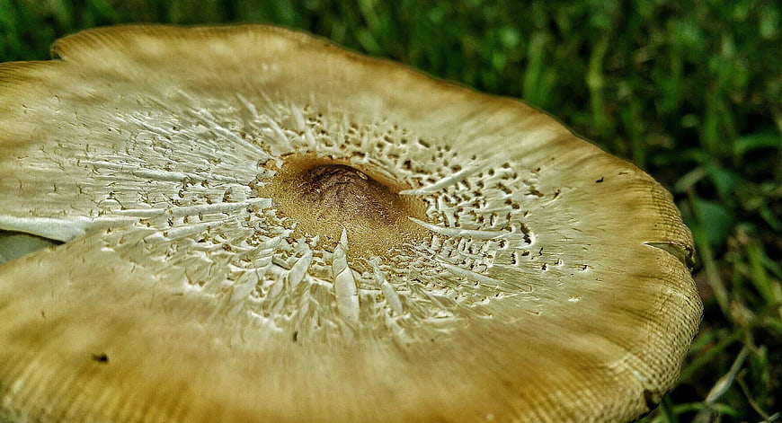 Close-up of a large parasol mushroom cap in grass